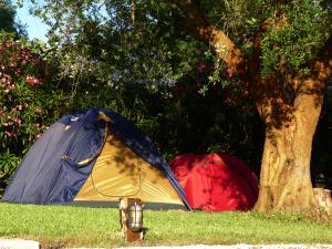 Ragazzi che campeggiano all'ombra di un ulivo all'agri-campeggio Le Radici